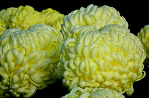 一朵菊花開出七種顏色？用手持氣象站促進菊花的種植